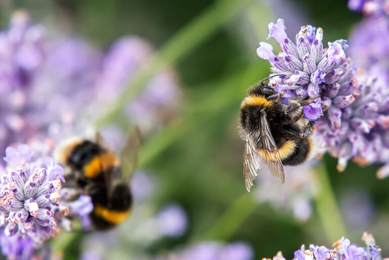 A close-up of two bumblebees on small purple flowers on a sunny day.