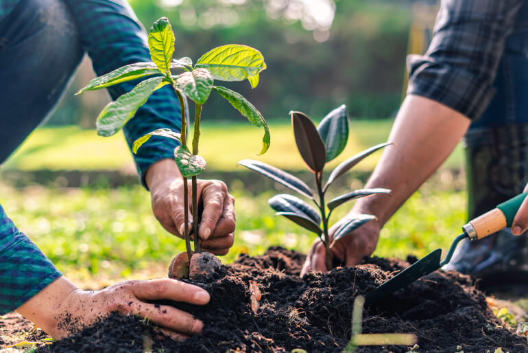 Two pairs of hands putting plants with sprouting leaves into a pile of soil.