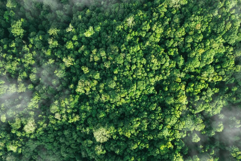 An aerial shot of green trees in a forest with a few light clouds over some of the trees.